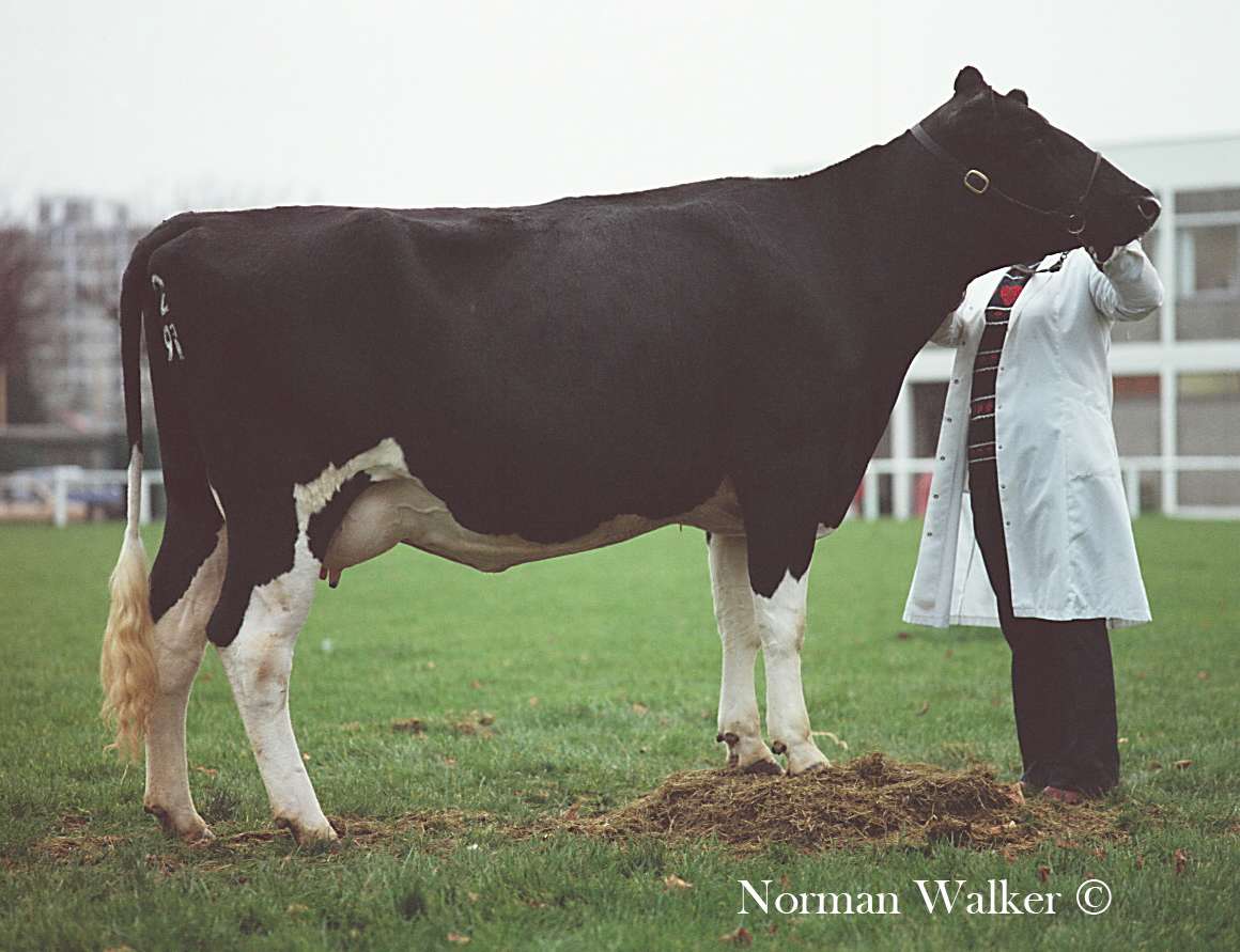 40 Supreme Interbreed Champions