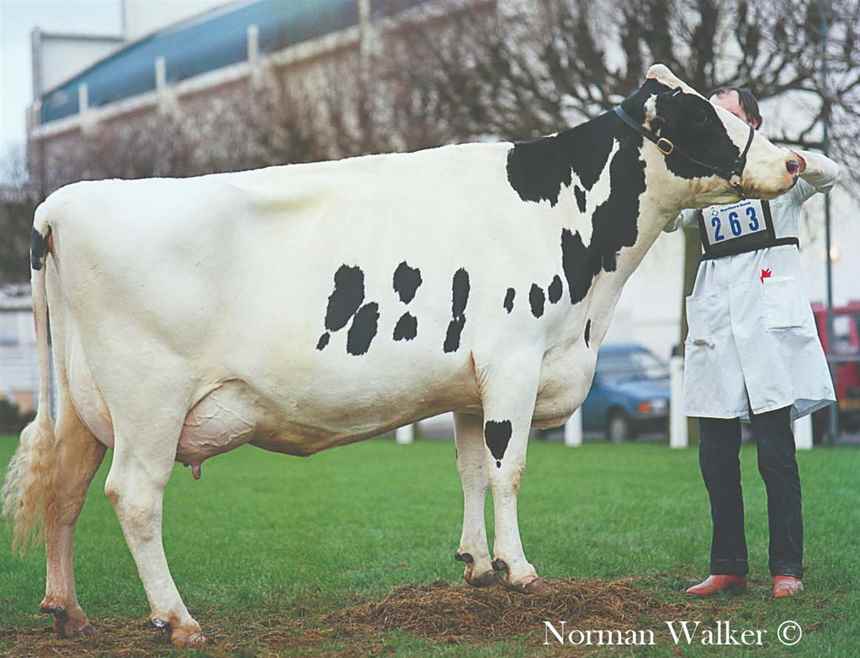 1989 Parboldhall Pres Laura by David McClurg