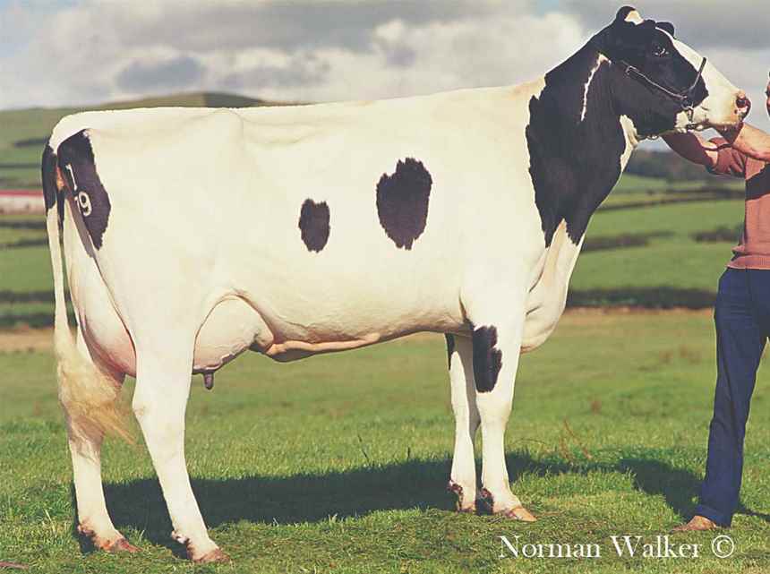 1991 Hayleys Royalty 30 by James Mathers