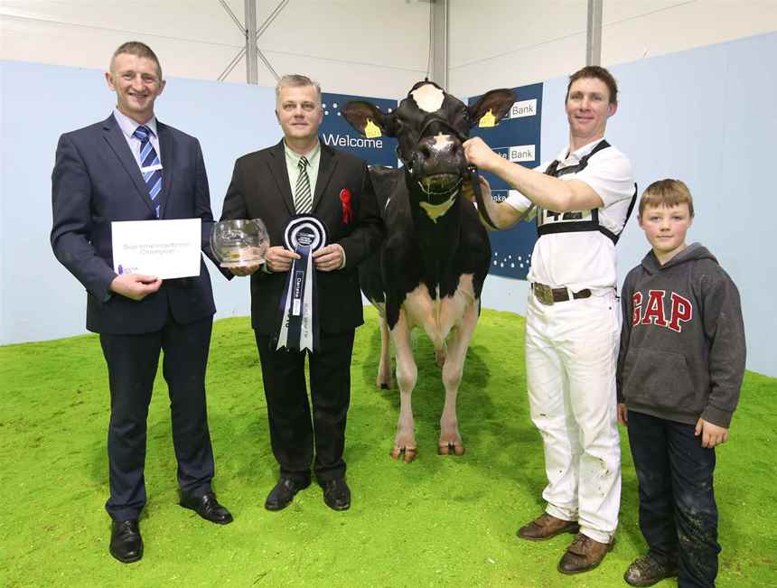 2016 Desmond Dundee Embrace by Hallow Holsteins