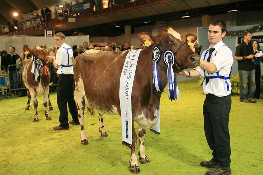 2007 Dairy Shorthorn Winner