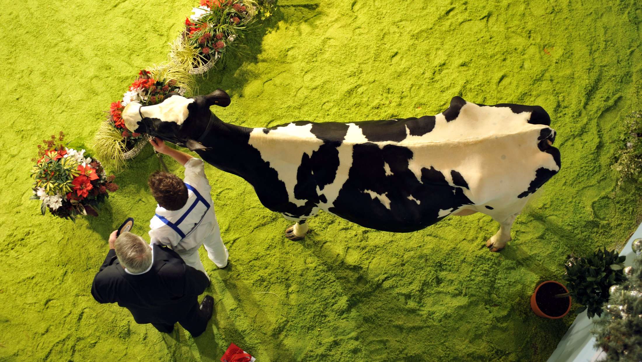 40th Royal Ulster Winter Fair
